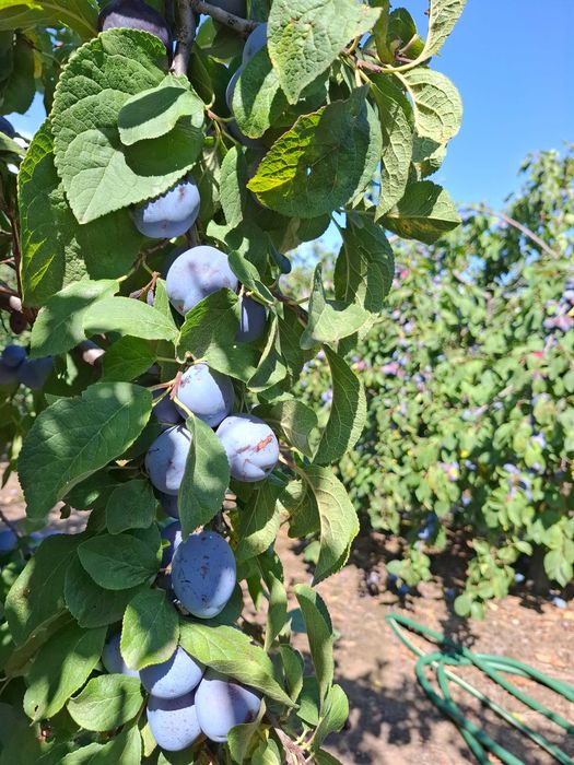 Prune de vanzare pentru tuica