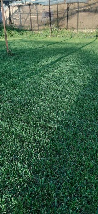 Газоны  зелёный зона !