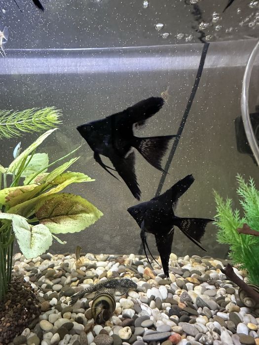 Скалярии продам