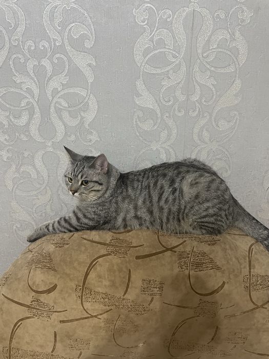 Отдам кота в хорошие руки