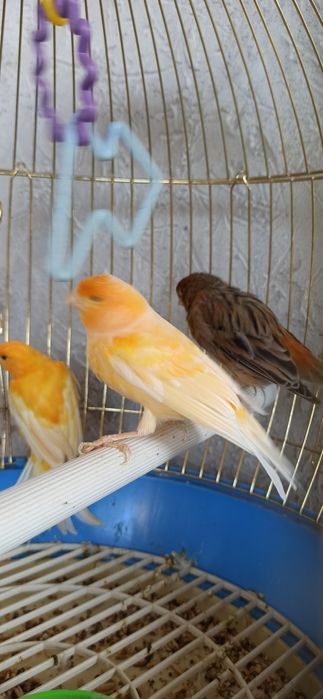 Кенора  лимонный  марковные