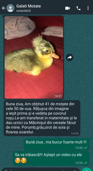 Ouă de rață moțată pentru incubat