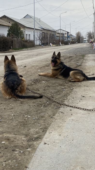 Сатылады срочно еркек овчарка