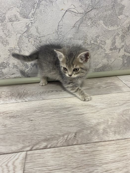 Отдам котят бесплатно