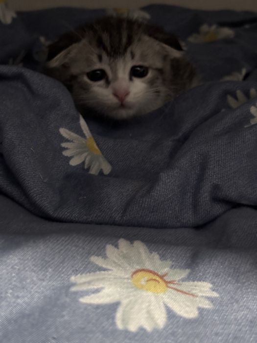 котенок 4 месяца