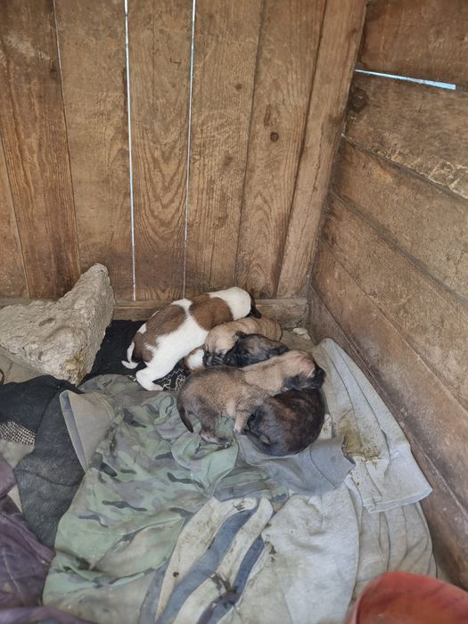Donez cățeluși și pe mama lor dacă o dorește cineva