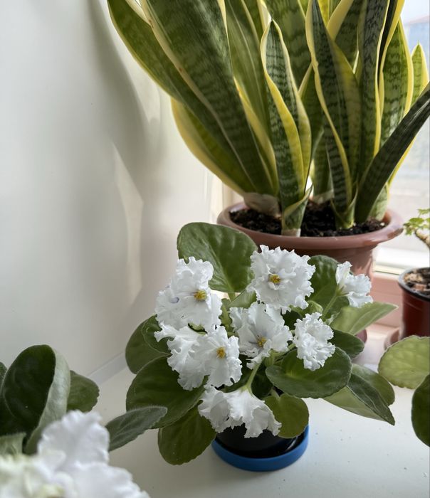 Продам цветущие фиалки 3000 тенге