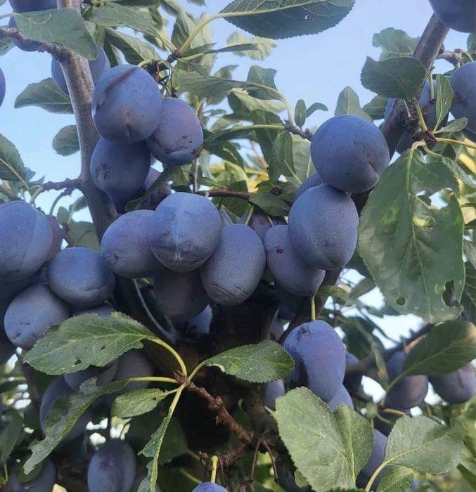 Prune pentru țuică (palinca )