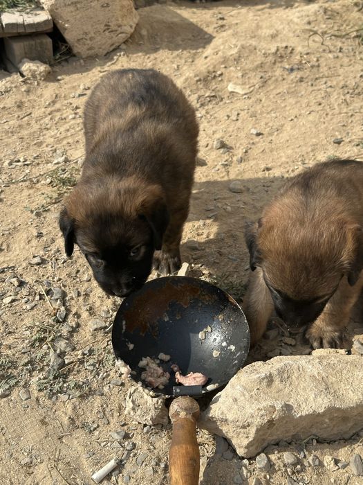 Добрые руки щенок мальчик