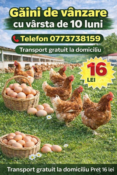 Gaini rosi ouătoare