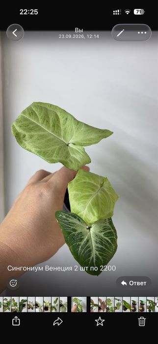 Комнатные растения
