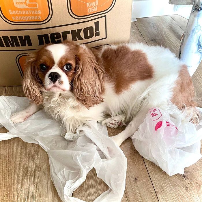 Продам девочку Кавалер Чаленкс