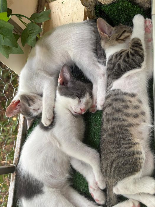 Pui de pisica spre adoptie