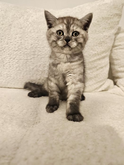 Pui british gri & argintiu