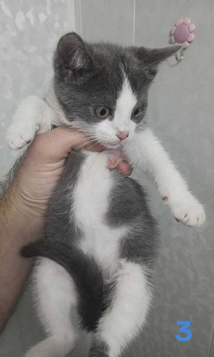 Шотландские вислоухие котята (мальчик и девочка) — 1 месяц