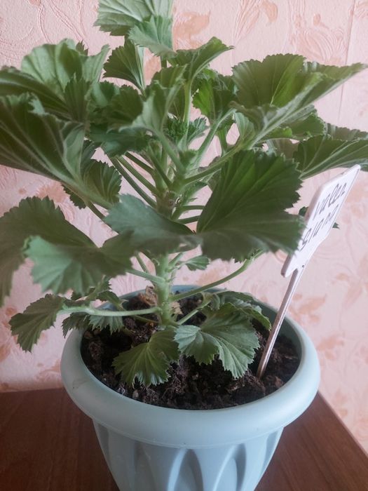 Продам пеларгонии