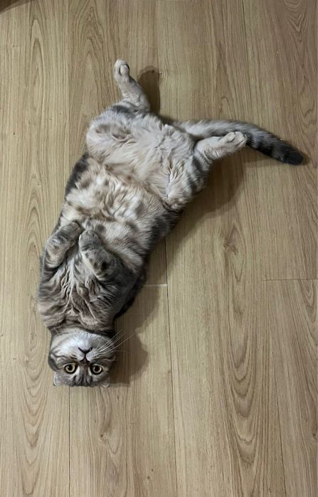 Отдам в хорошие руки кота