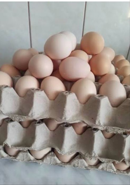 De vanzare Oua de țară