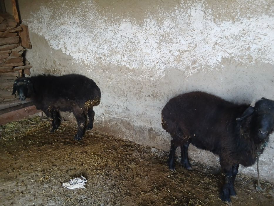 Qo'chqor barralar sotiladi