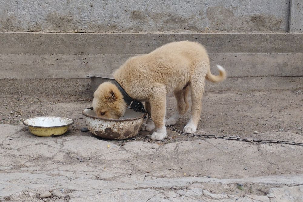 Алабай күшігі сатылады Еркек.