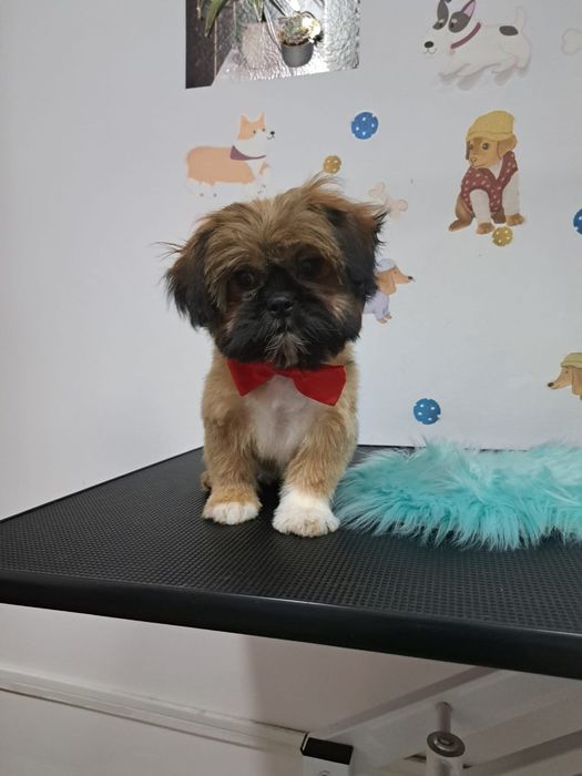 Catelusa shitzu 1 an