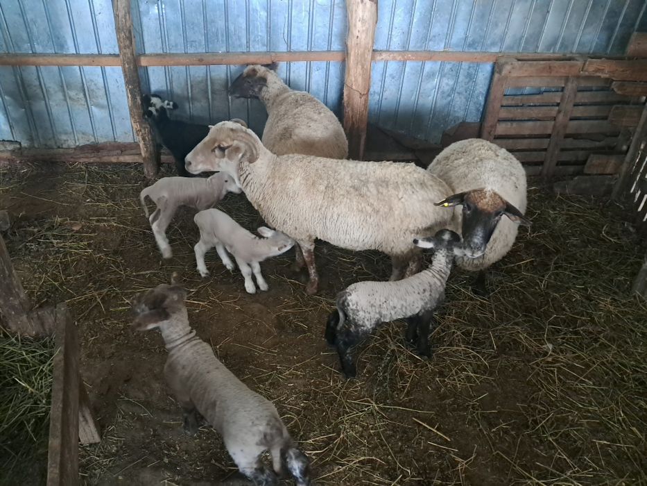 De vanzare 3 OI de rasa si  5 MIEI