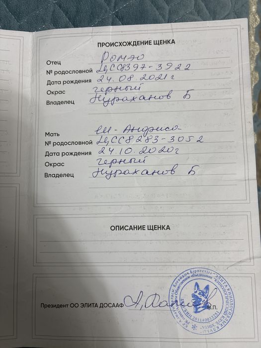 Овчарка Немецкая