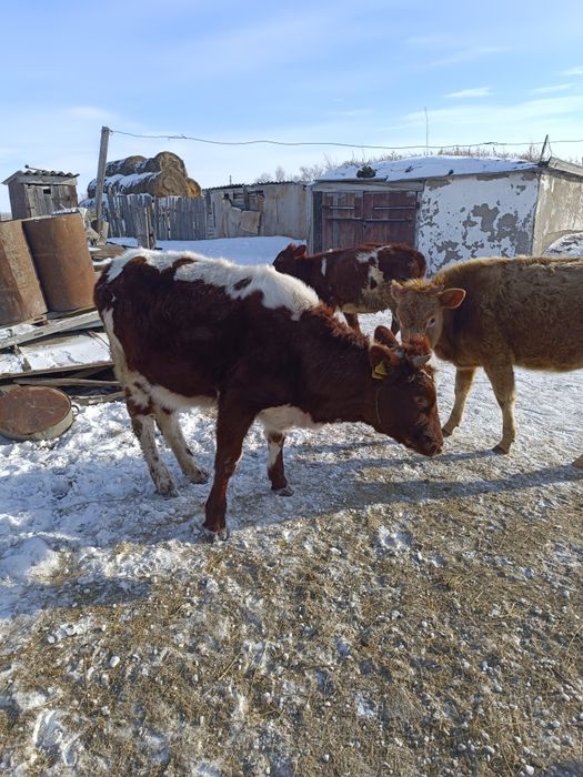 Продам годовалые тёлочки