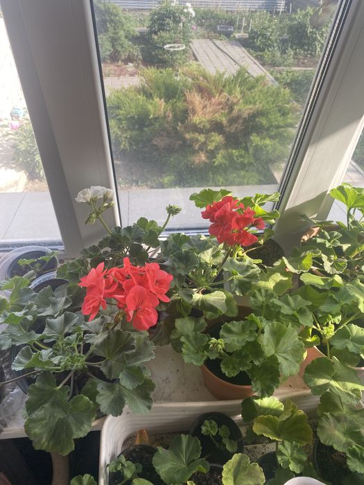 Цветы королевская пеларгония