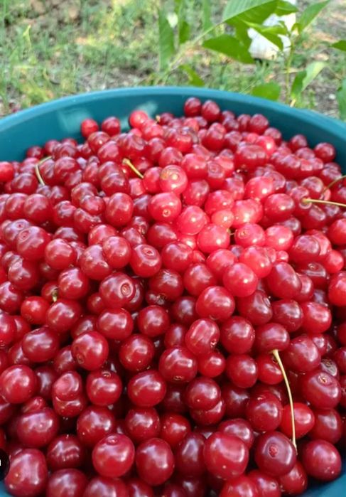 продам вишню дачную