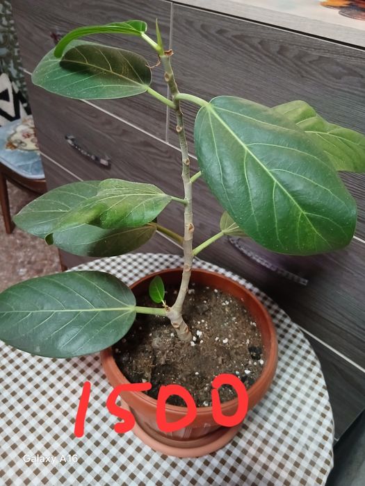 Продам домашние цветы