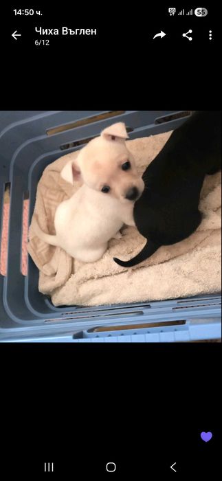 Чихуахуа на 2 м.и половина