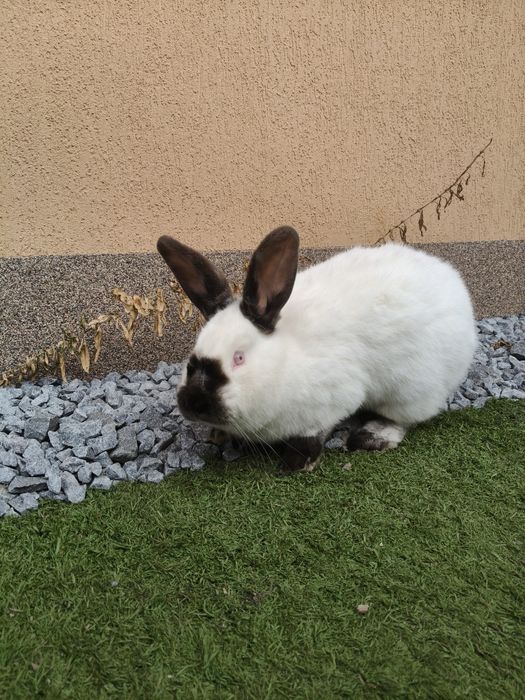 De vânare iepuroaică Californian!