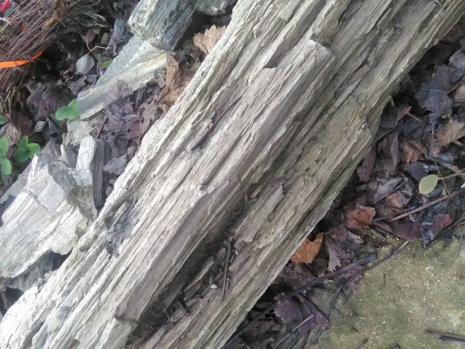 Вкаменени дърво, композиция.