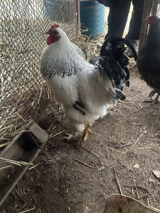 Қораз сатылады жас