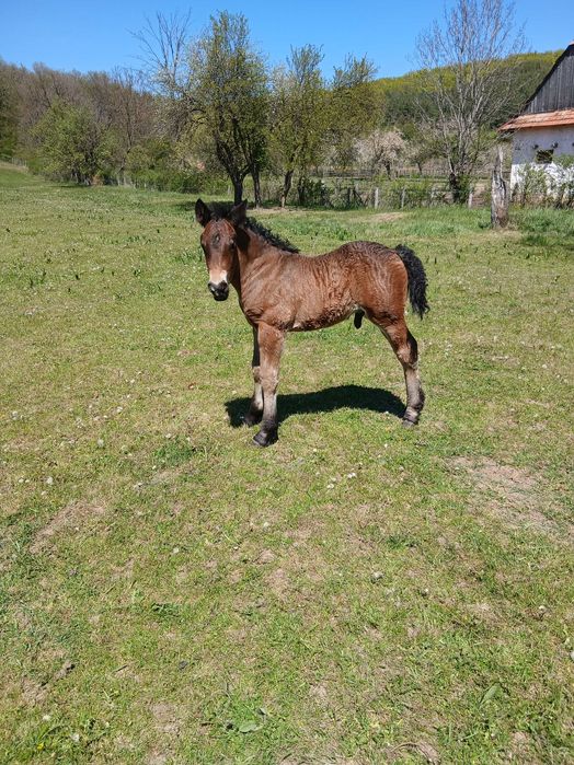 Vând iapă de 4 ani cu mânz