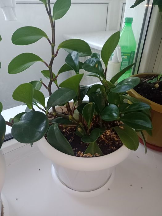 Цветы комнатные .