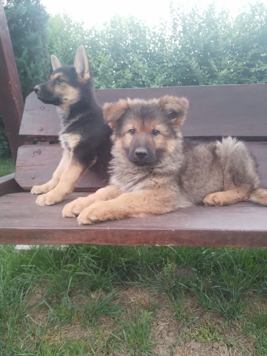 Cățeluși Ciobanesc german