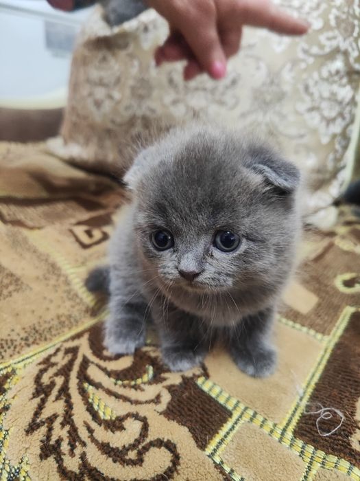 Продам шотландских котят