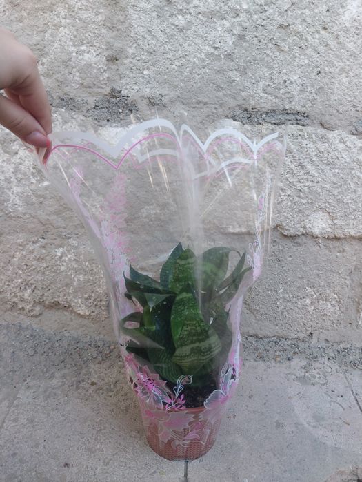 Комнатные цветы в подарочной упаковке