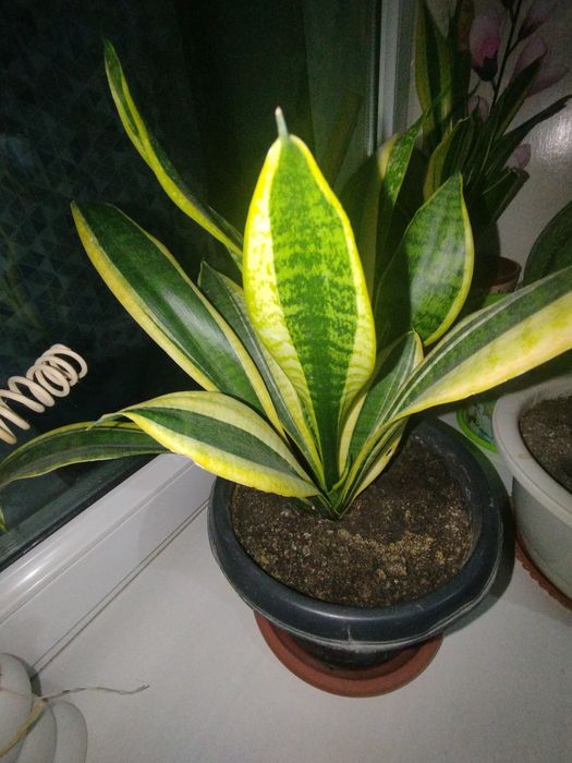 Комнатные растения