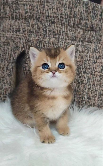 золотая шиншила скотиш страйт текированный мальчик