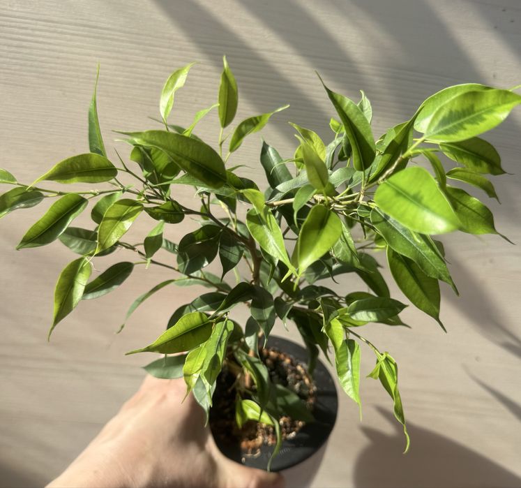 Пролам фикусы укорененные