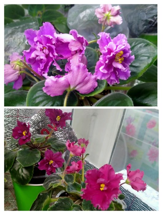 Комнатные цветы фиалки, цветущие!!!