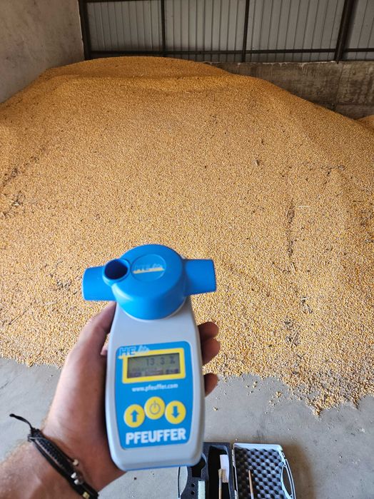 Vând porumb producție 2025