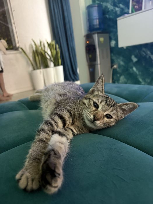 Отдаю котят в добрые руки