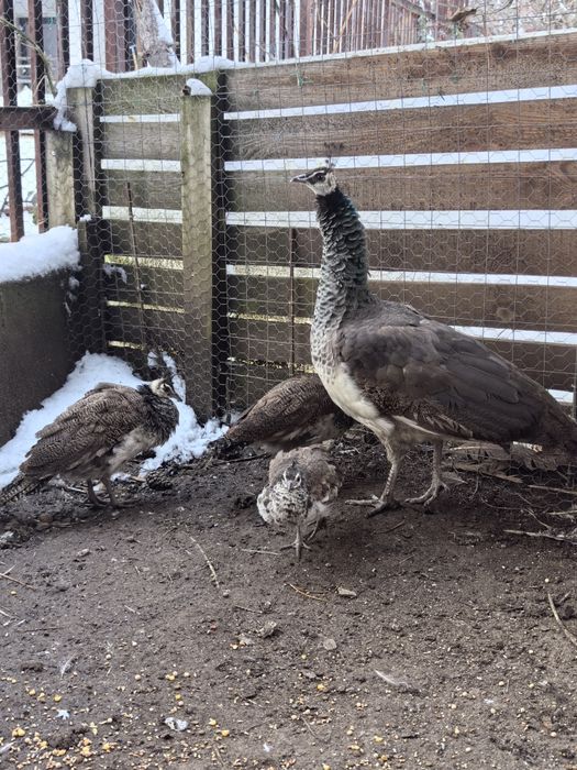 Пауни индийски-семейство