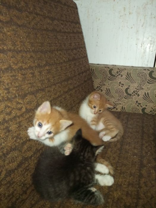 Отдам котят ,рыжие