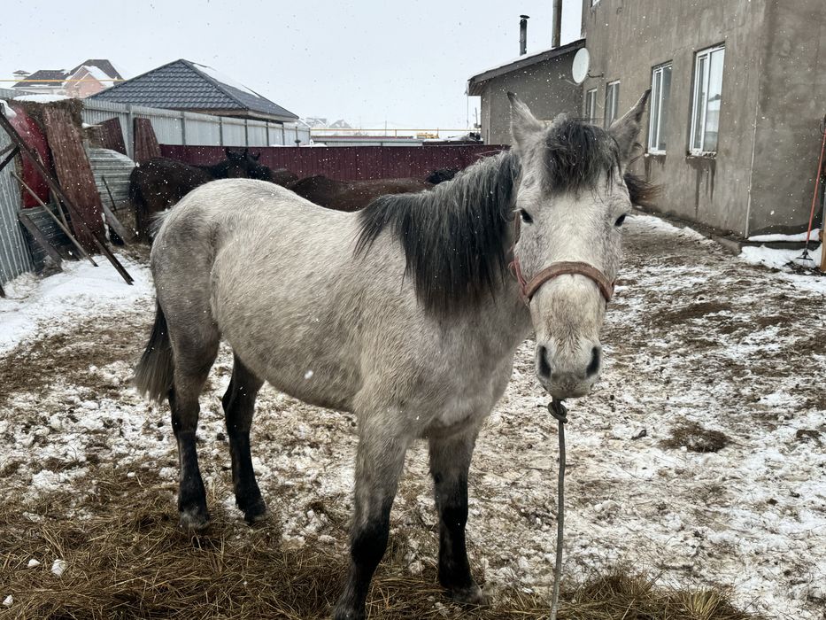 Бие сатылымда.