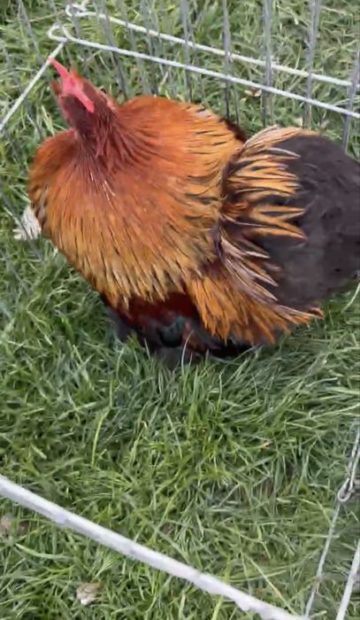 Cochinchina pitic gat auriu /negru Germania